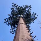 30 م / ث برج خلية التمويه شجرة جوز الهند للخارجية