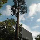 شجرة النخيل الاصطناعية التمويه برج الاتصالات المحمول مونوبولي بيونيك شجرة واي فاي إشارة